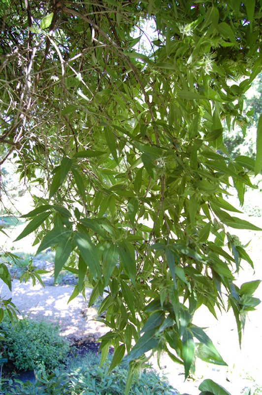 Abélie de l'Himalaya, Abelia à trois fleurs