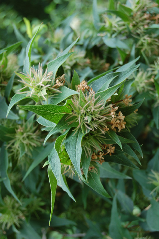 Abélie de l'Himalaya, Abelia à trois fleurs
