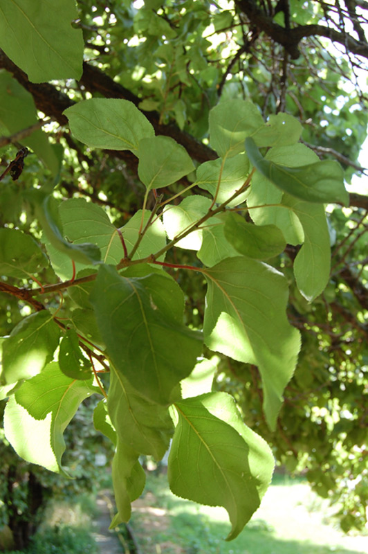 Abricotier, Abricotier commun