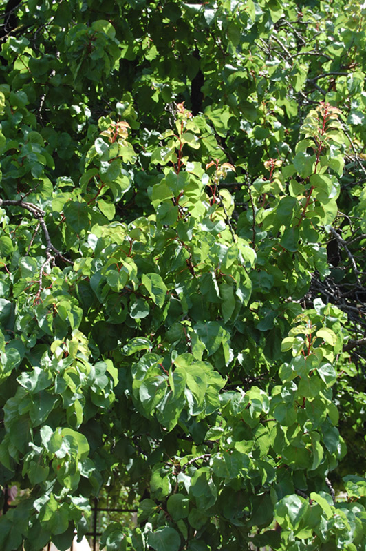 Abricotier, Abricotier commun