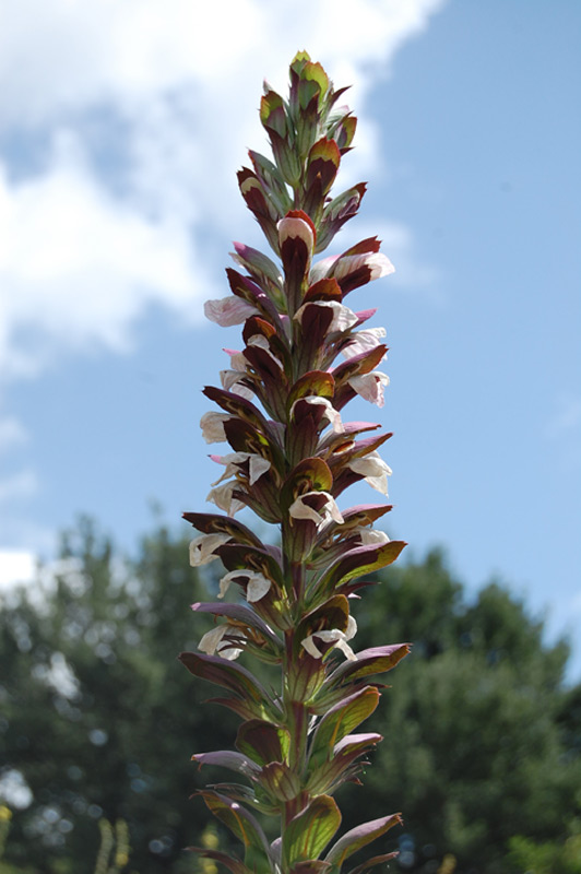 Acanthe à feuilles molles