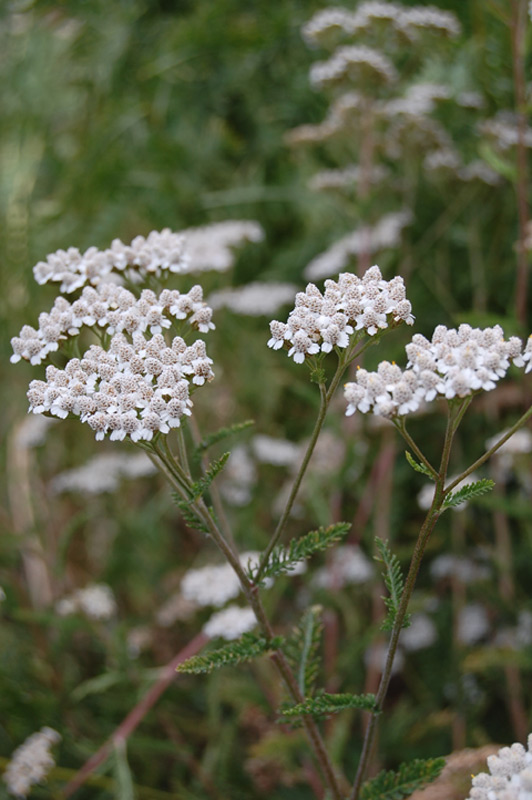 Achillée millefeuille