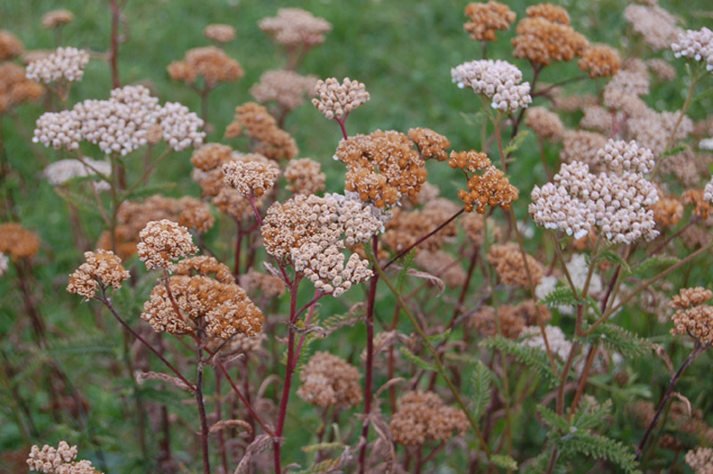 Achillée à feuilles de Tanaisie