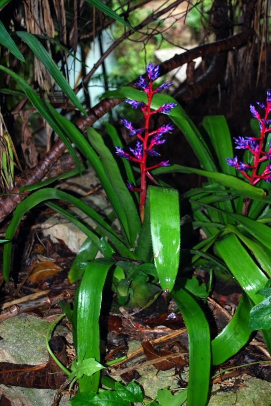 Aechméa "Blue Rain"