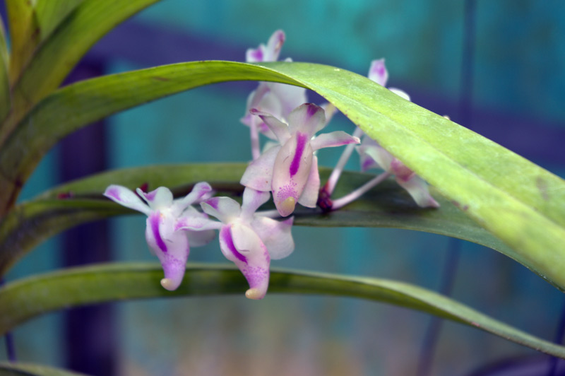 Aerides en forme de faucille