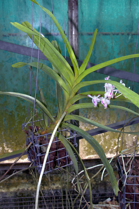 Aerides en forme de faucille