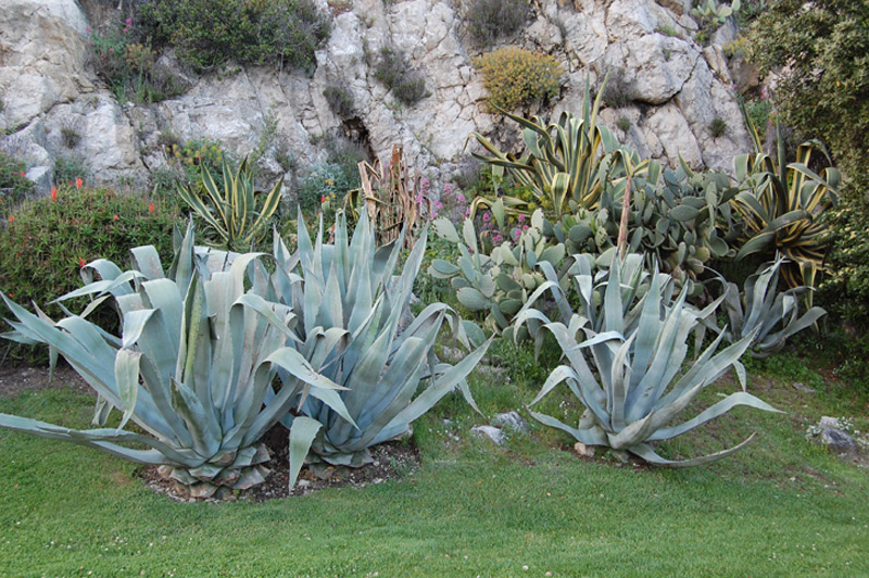 Agave américain