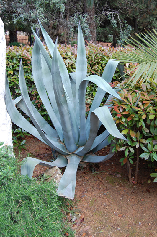 Agave américain