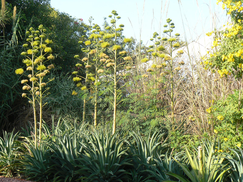 Agave américain