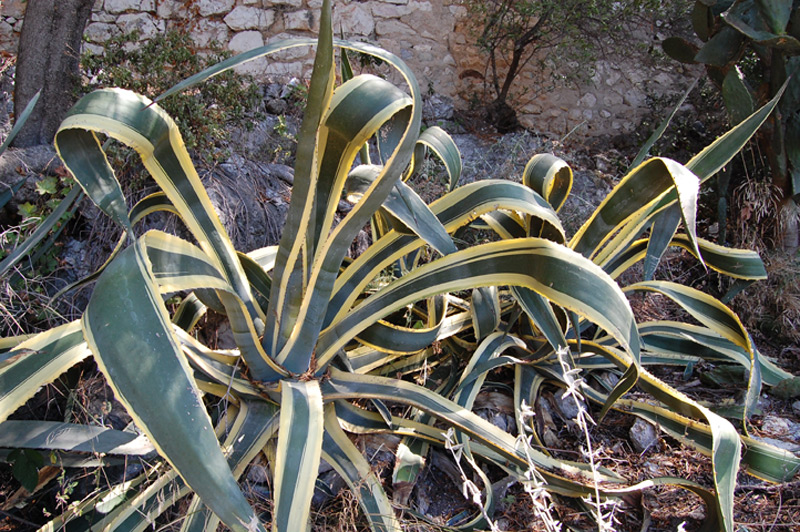 Agave aux feuilles bicolores