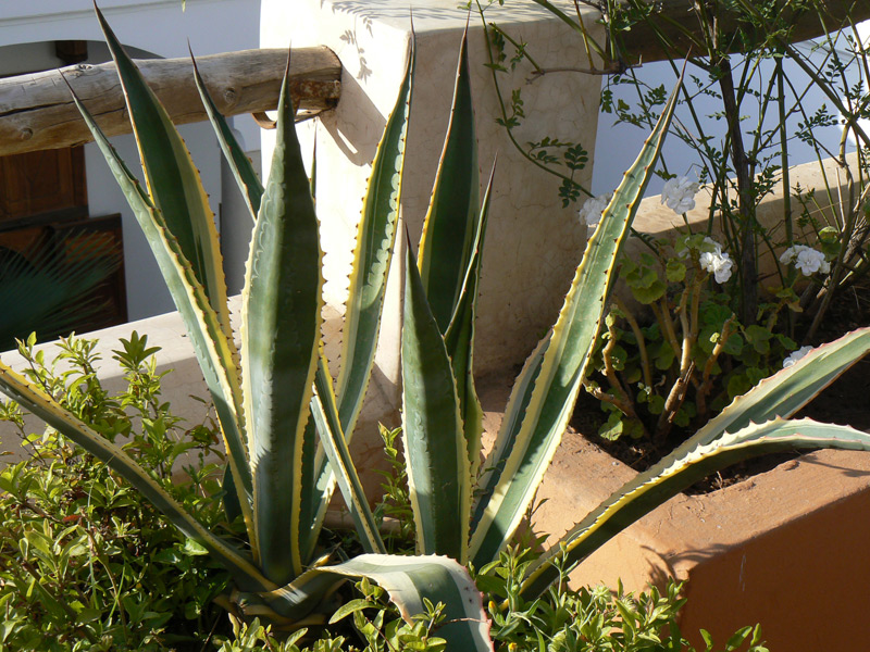 Agave aux feuilles bicolores