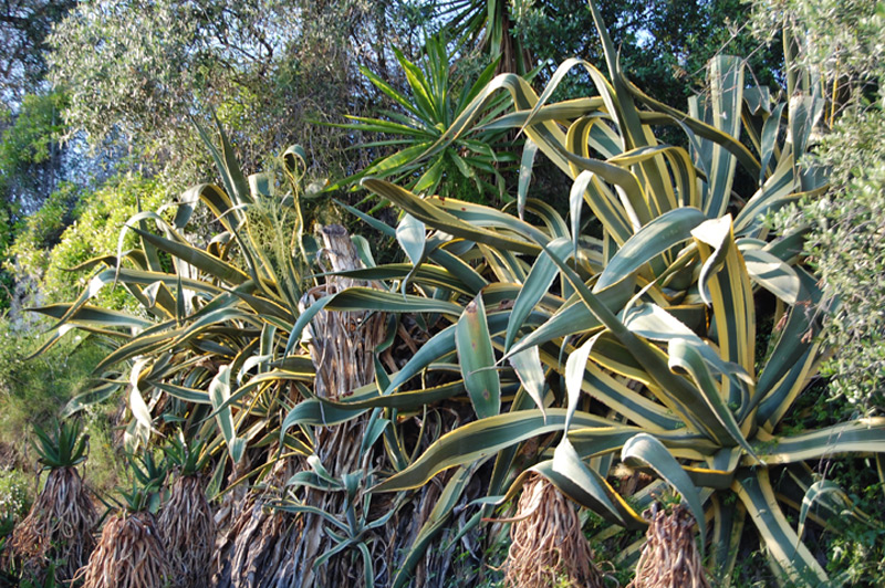 Agave aux feuilles bicolores