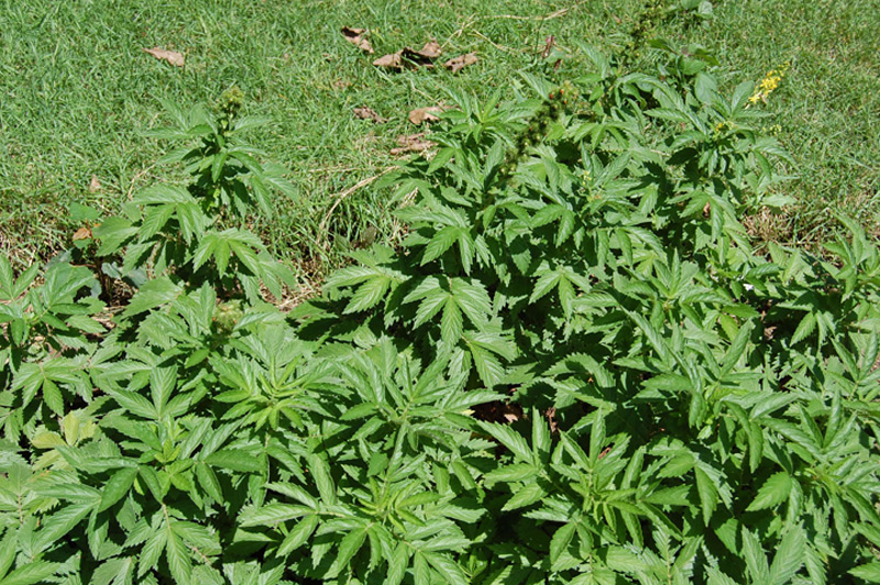 Aigremoine élevée, Aigremoine odorante