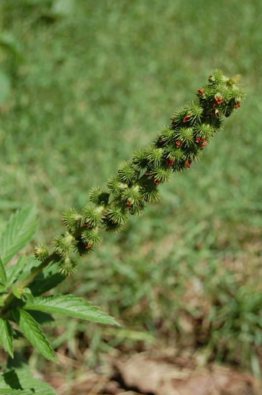 Aigremoine élevée, Aigremoine odorante