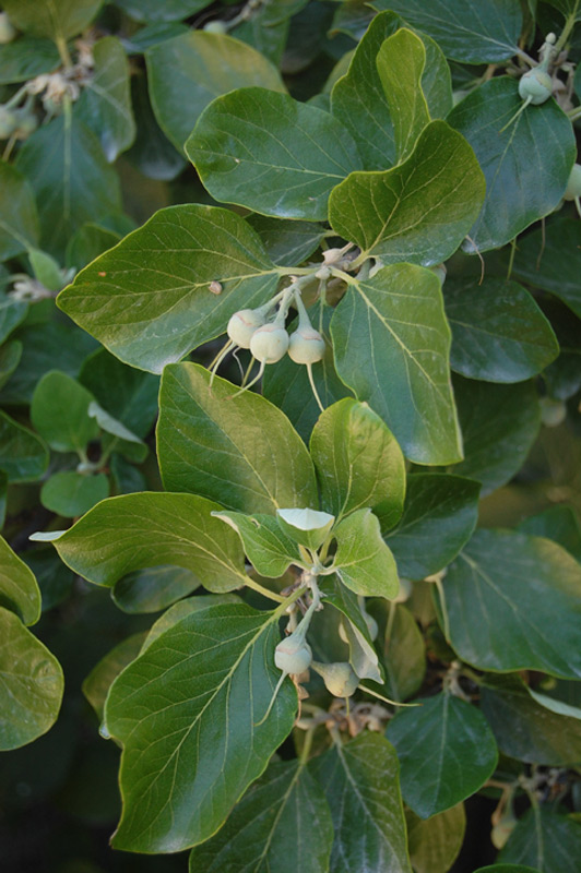 Aliboufier officinal