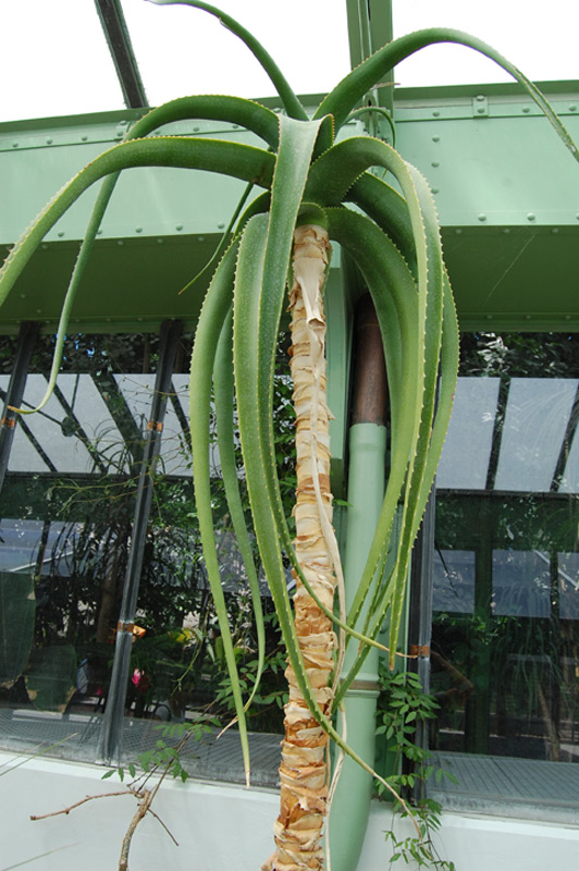Aloe helenae
