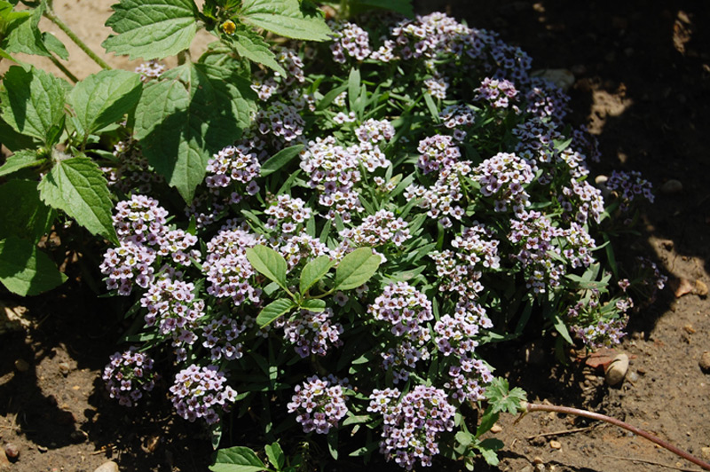 Alysson maritime 'Easter Bonnet Violet'