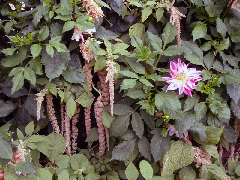 Amarante Queue de renard