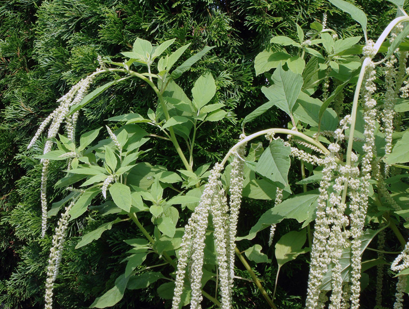 Amarante Queue de renard