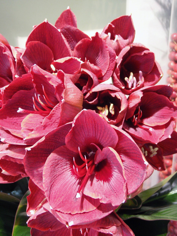 Amaryllis « Red lion »