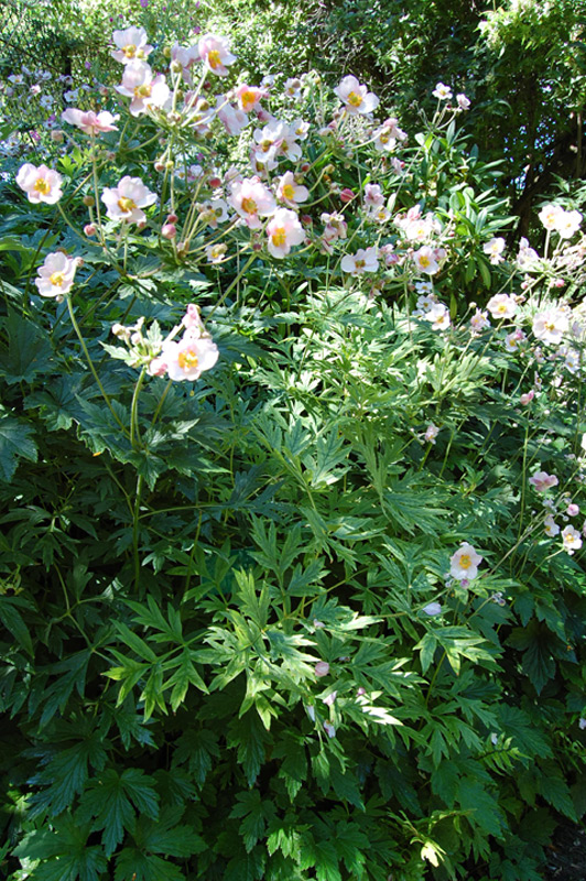 Anémone du Japon tomentosa