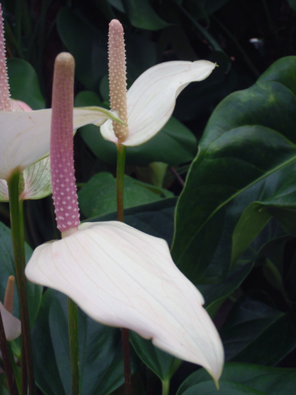 Anthurium