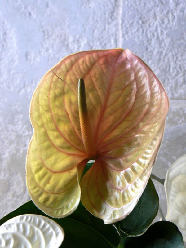 Anthurium