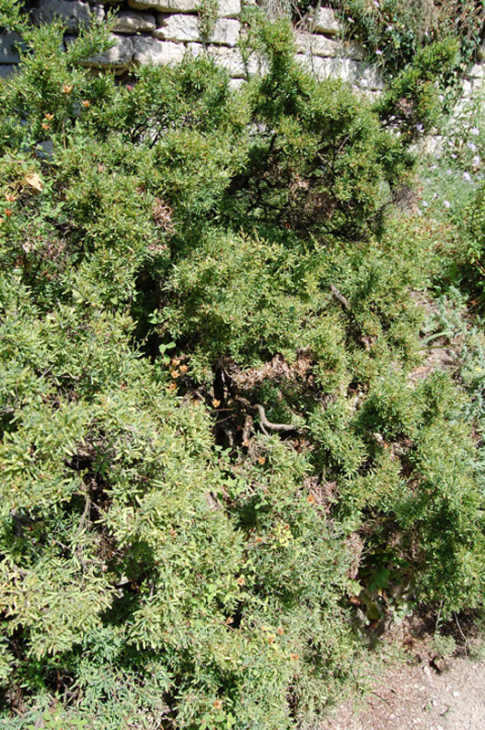 Anthyllide d'Hermann