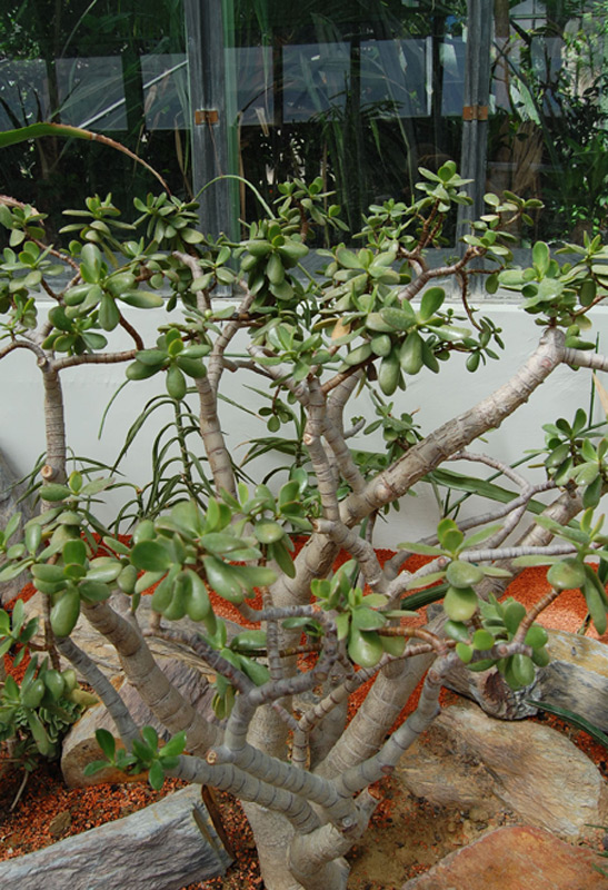 Arbre de Jade