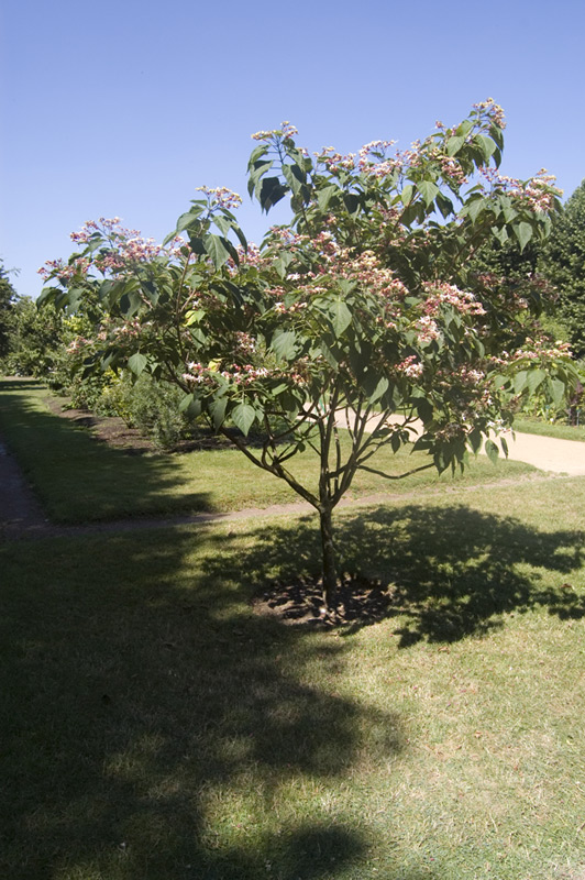 Arbre du clergé 'Fargesii'