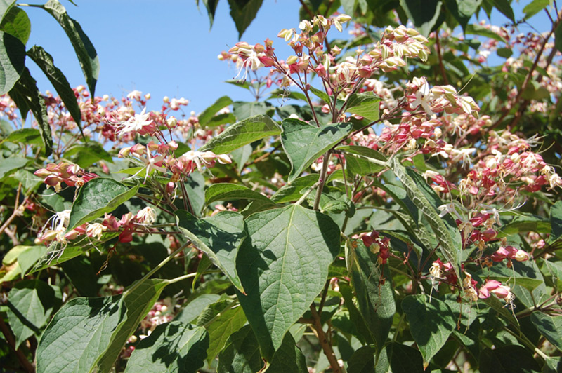 Arbre du clergé 'Fargesii'