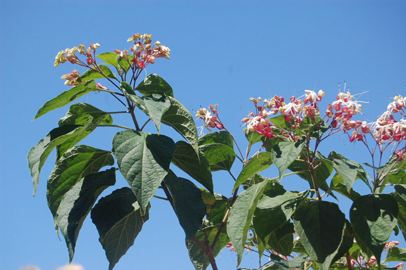 Arbre du clergé 'Fargesii'