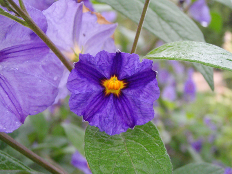 Arbre à gentiane 'Outremer'