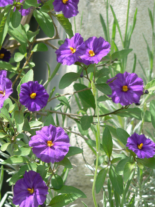 Arbre à gentiane 'Outremer'