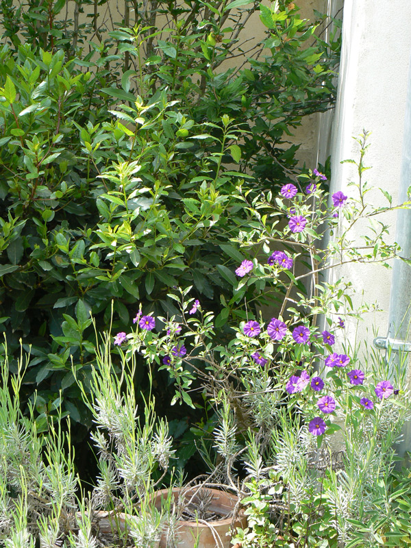 Arbre à gentiane 'Outremer'