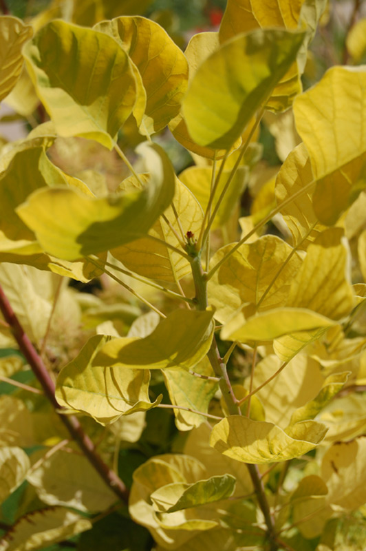 Arbre à perruque doré