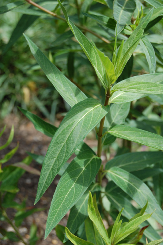 Asclépiade rouge, Asclépiade incarnata