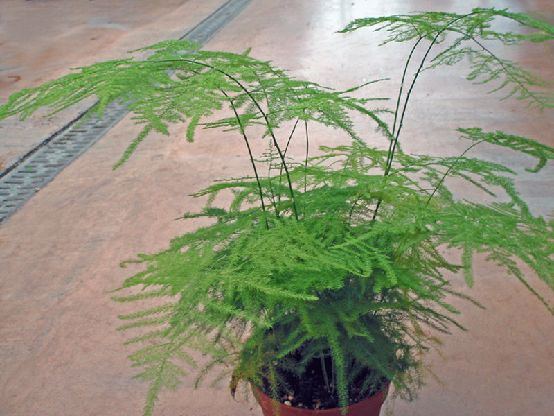 Asparagus des fleuristes