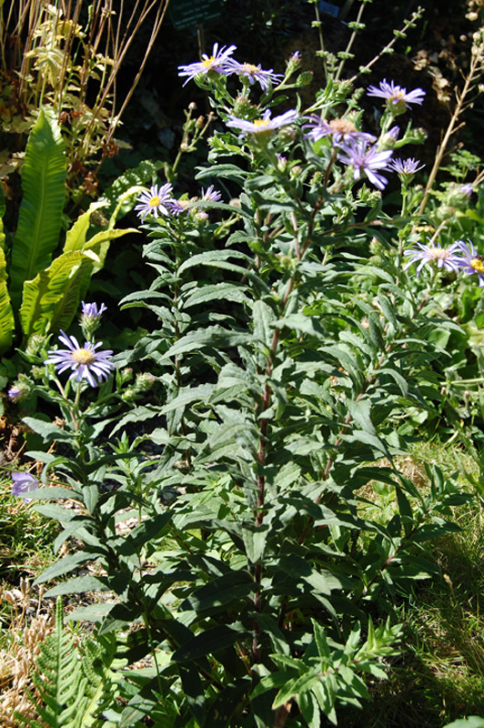 Aster des Pyrénées