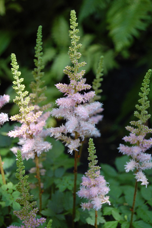 Astilbe de Chine