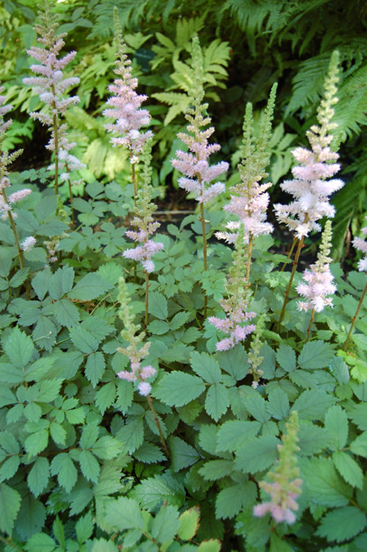 Astilbe de Chine