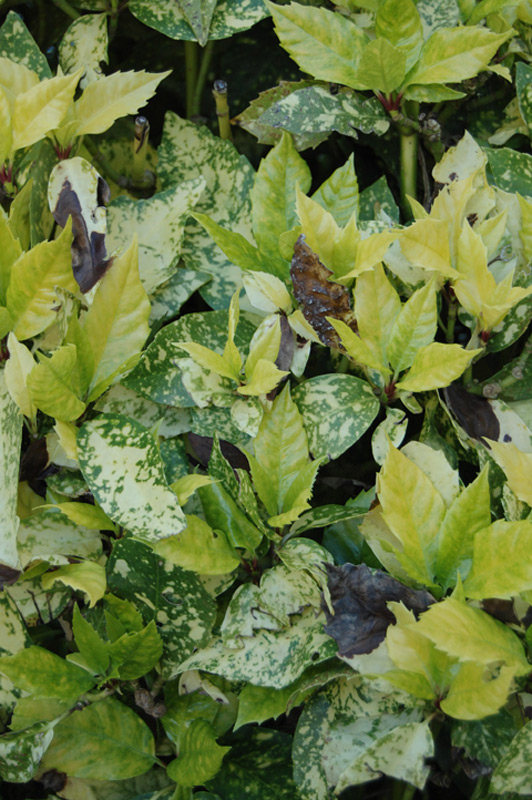 Aucuba du Japon panaché