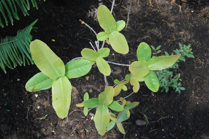 Austrobuxus carunculatus