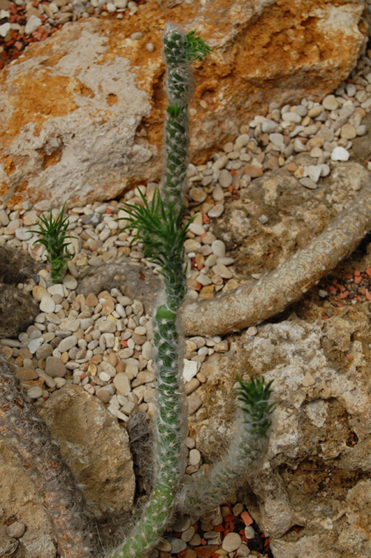 Austrocylindropuntia vestita
