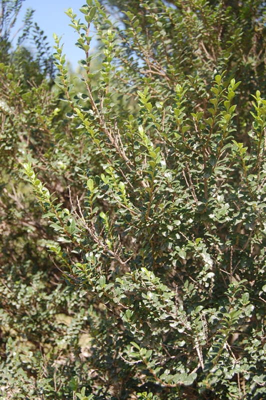 Azara à petites feuilles