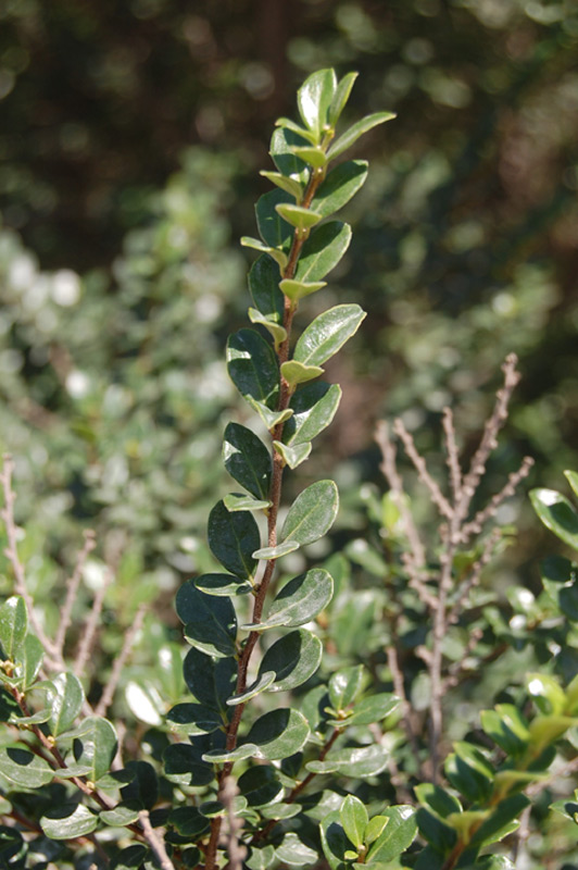 Azara à petites feuilles