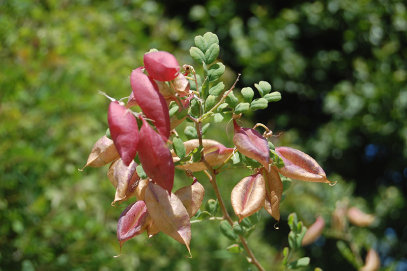 Baguenaudier orange 'Copper Beauty'