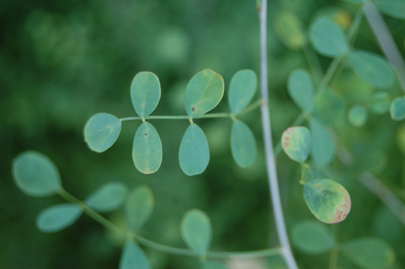 Baguenaudier de Perse