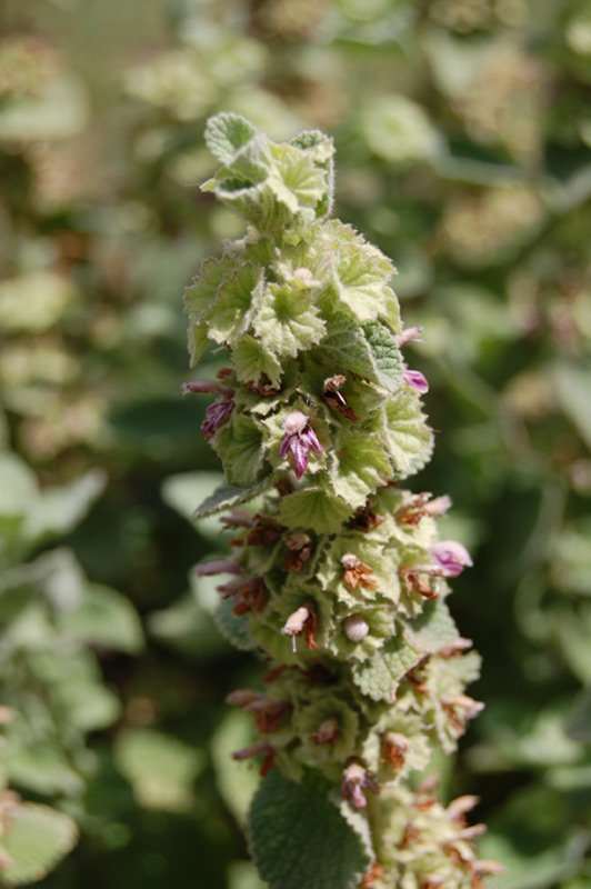 Ballote hirsute
