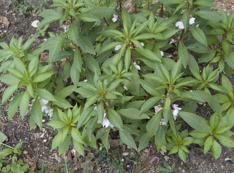 Balsamine des jardins